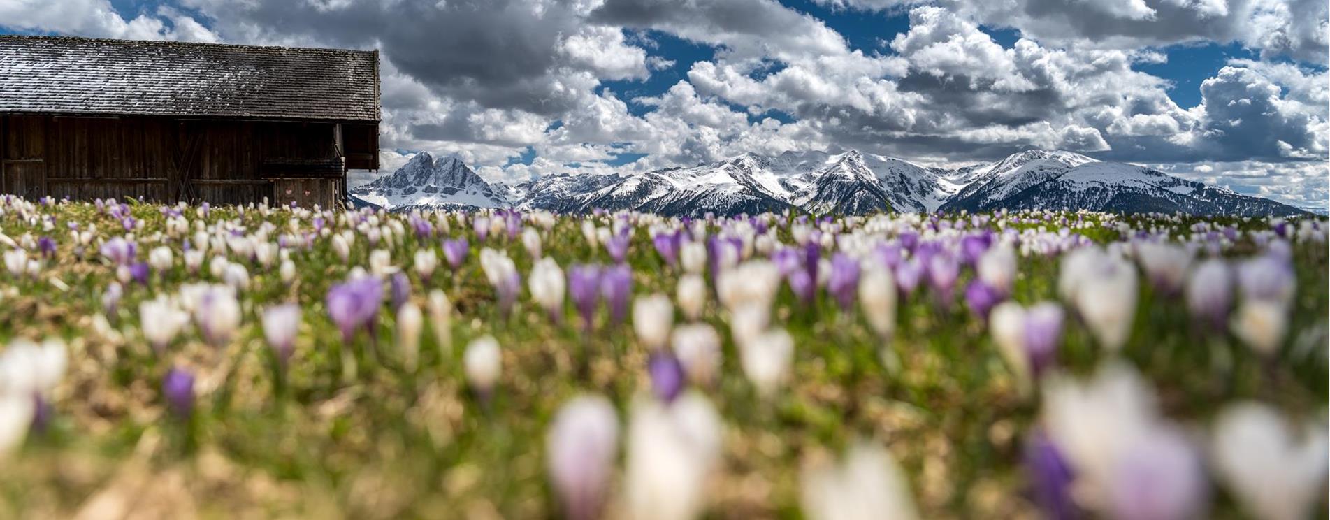 blüten südtirol