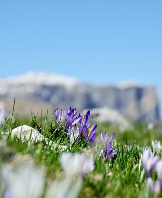 L'Alpe di Siusi