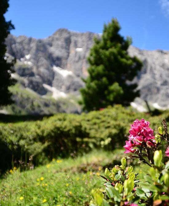 The Dolomites in summer